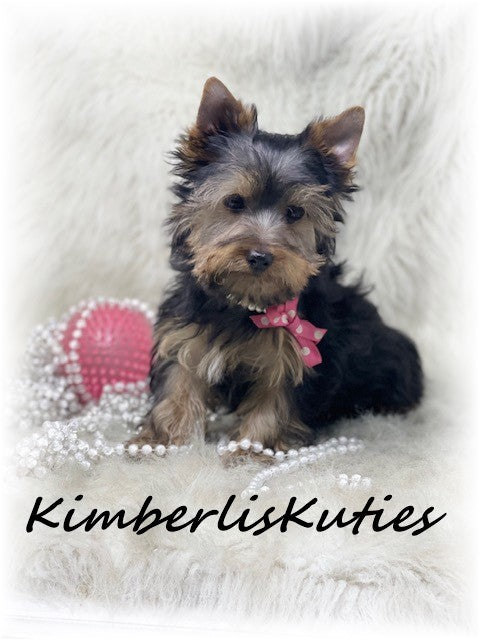 TRADITIONAL Yorkshire Terrier ~ Female, Sawyer
