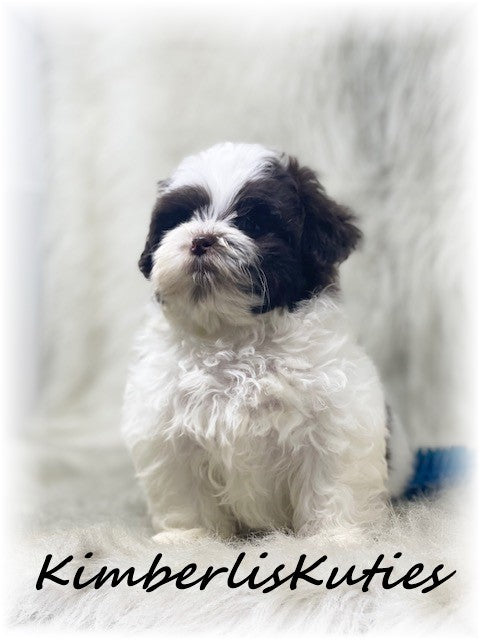 MALTI-POO (Maltese/Toy Poodle) Male, Little Gatlin