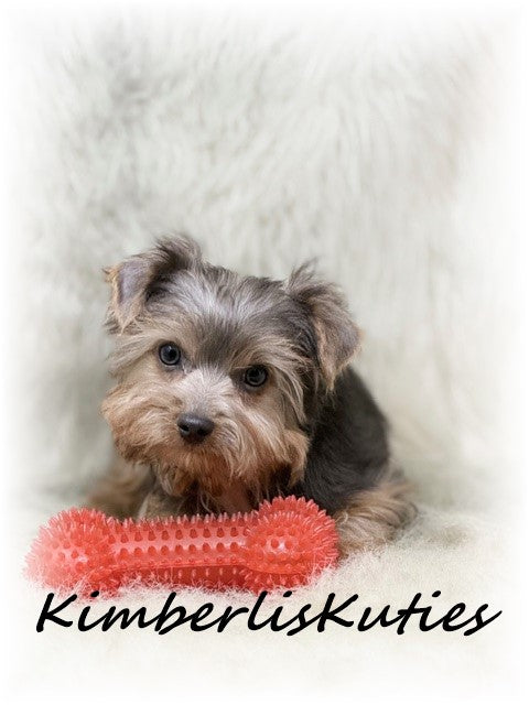 MORKIE (Maltese/ Yorkshire Terrier) Male, Axel