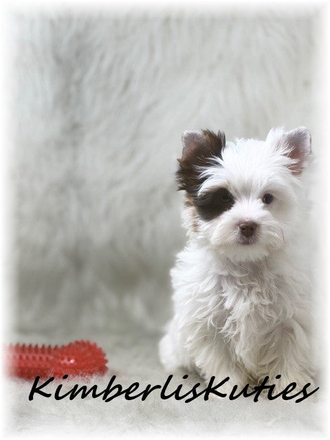 CHOCOLATE Parti Yorkshire Terrier ~ Male, Seth