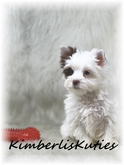 CHOCOLATE Parti Yorkshire Terrier ~ Male, Seth