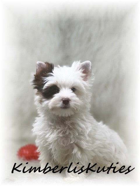 CHOCOLATE Parti Yorkshire Terrier ~ Male, Seth