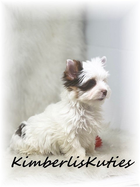 CHOCOLATE Parti Yorkshire Terrier ~ Male, Seth