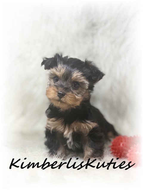 TRADITIONAL Yorkshire Terrier ~ male, Blaze