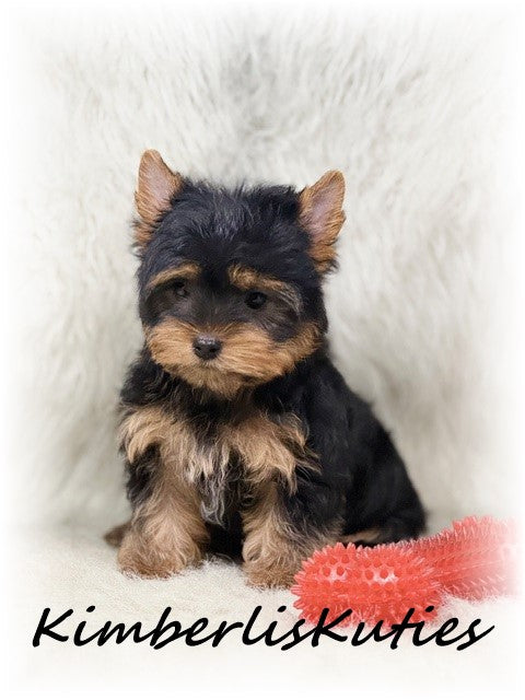 TRADITIONAL Yorkshire Terrier ~ Male, Gunner