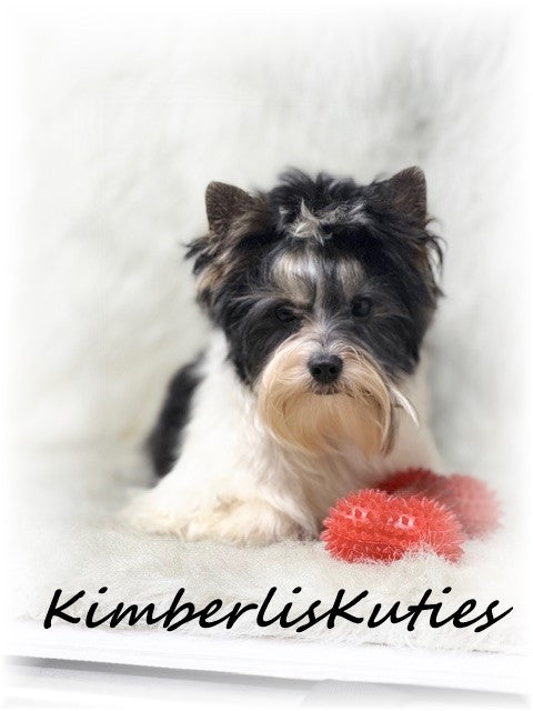 PARTI Yorkshire Terrier ~ Male, Onyx