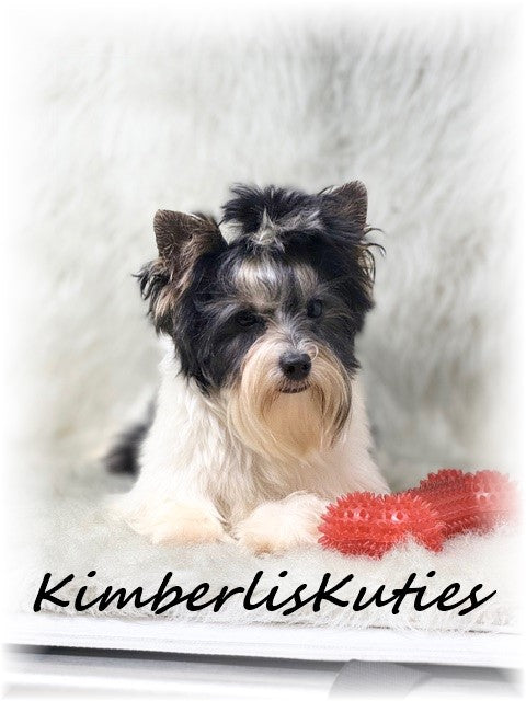 PARTI Yorkshire Terrier ~ Male, Onyx