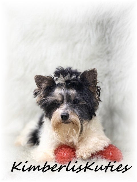 PARTI Yorkshire Terrier ~ Male, Onyx