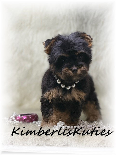 TRADITIONAL Yorkshire Terrier ~ Female, Gabby