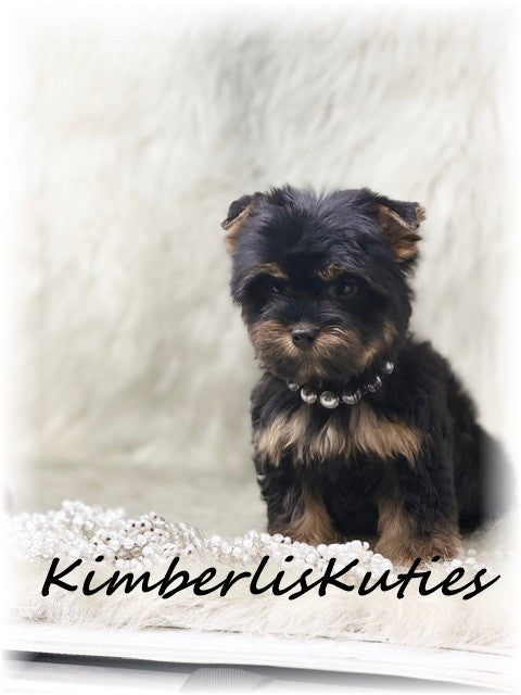 TRADITIONAL Yorkshire Terrier ~ Female, Gabby