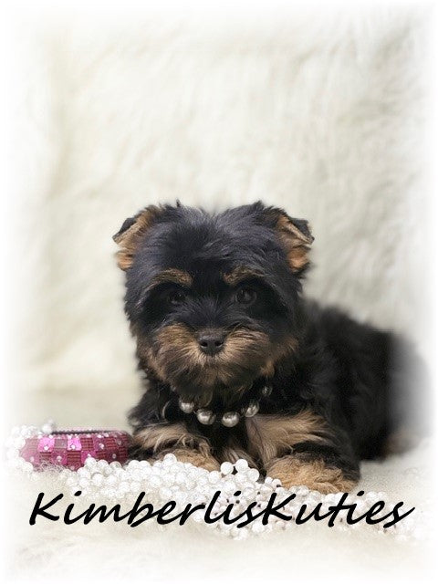 TRADITIONAL Yorkshire Terrier ~ Female, Gabby