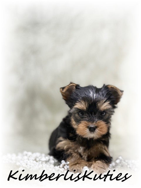 TRADITIONAL Yorkshire Terrier ~ Female, Tiny Khloe