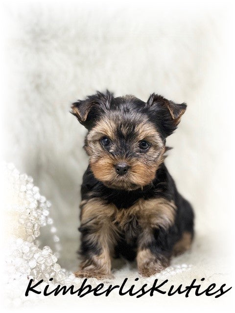 TRADITIONAL Yorkshire Terrier ~ Female, Kylie