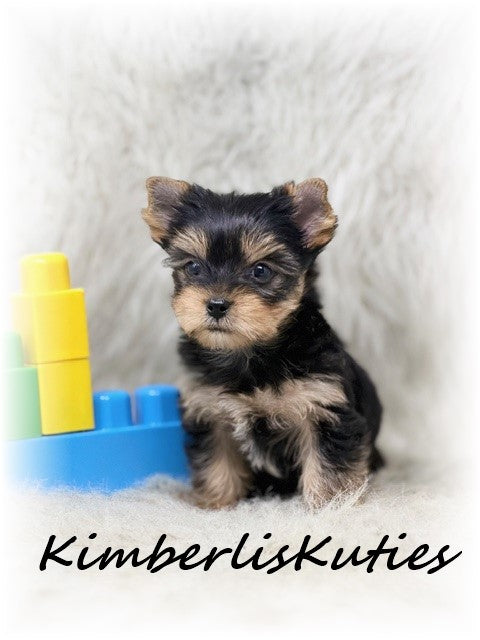 TRADITIONAL Yorkshire Terrier ~ Male, Koda