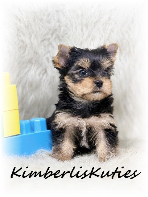 TRADITIONAL Yorkshire Terrier ~ Male, Koda