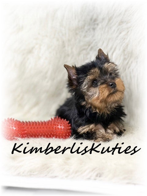 TRADITIONAL Yorkshire Terrier ~ male, Blaze