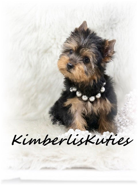TRADITIONAL Yorkshire Terrier ~ Female, Blair