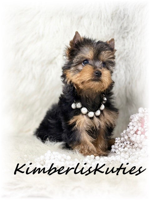 TRADITIONAL Yorkshire Terrier ~ Female, Blair