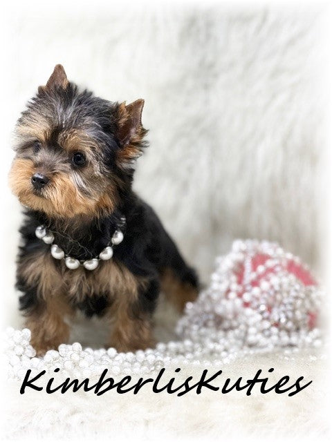 TRADITIONAL Yorkshire Terrier ~ Female, Blair