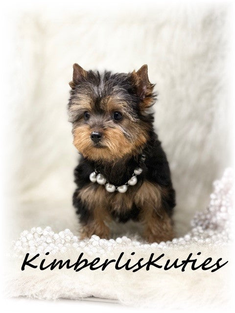TRADITIONAL Yorkshire Terrier ~ Female, Blair