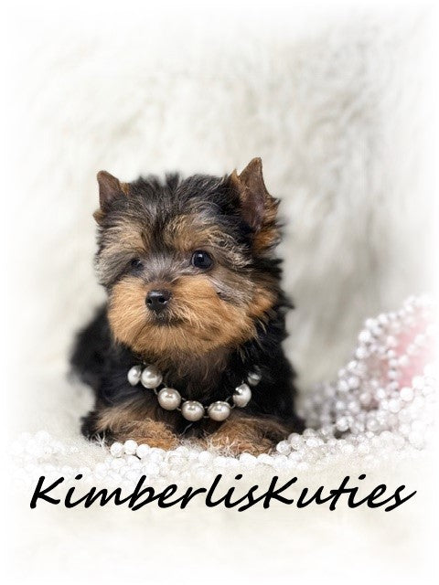 TRADITIONAL Yorkshire Terrier ~ Female, Blair