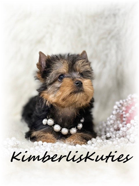 TRADITIONAL Yorkshire Terrier ~ Female, Blair