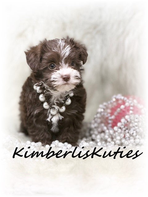 YORKIE-POO (Yorkshire Terrier/Toy Poodle) Female, Marley