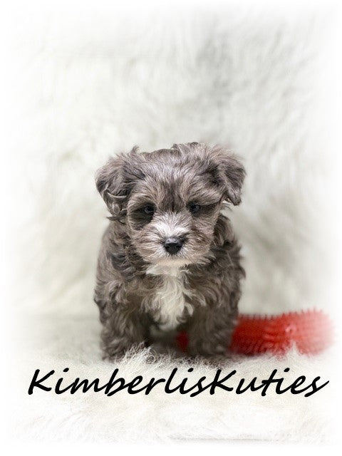 YORKIEPOO (Yorkshire Terrier/Toy Poodle) Male, Bodie