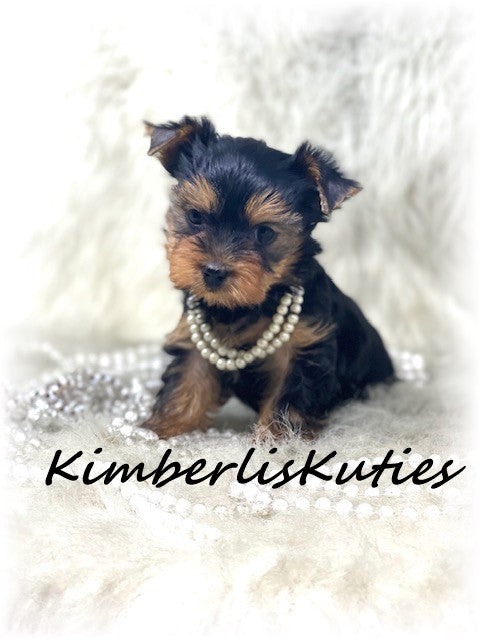TRADITIONAL Yorkshire Terrier ~ Female, Haven