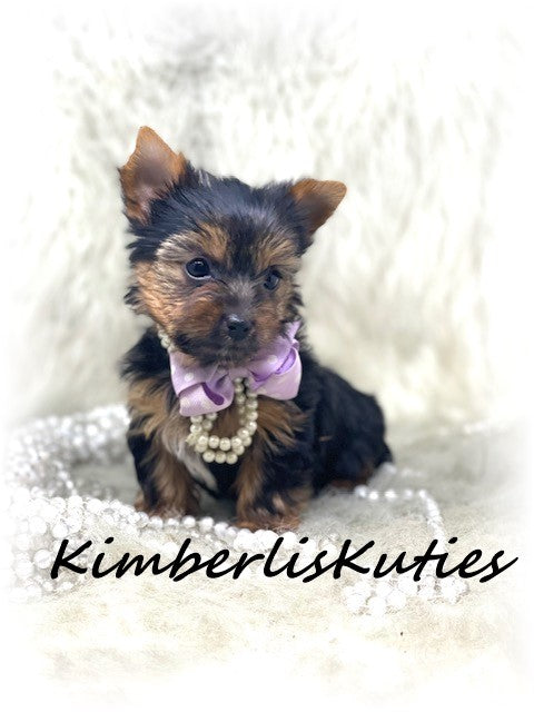 TRADITIONAL Yorkshire Terrier ~ Female, Hayes