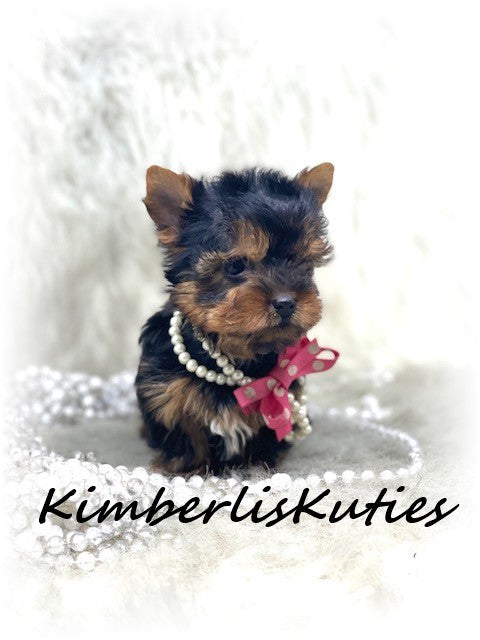 TRADITIONAL Yorkshire Terrier ~ Female, Hannah