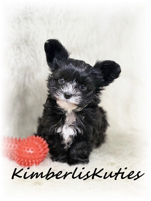 YORKIEPOO (Yorkshire Terrier/Toy Poodle) Tiny Wyatt