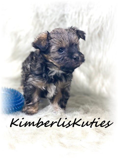 MORKIE (Maltese/ Yorkshire Terrier) Male, Phoenix