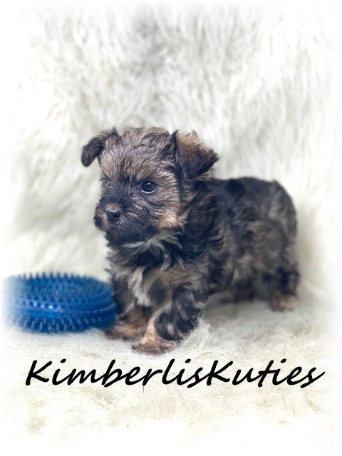 MORKIE (Maltese/ Yorkshire Terrier) Male, Phoenix