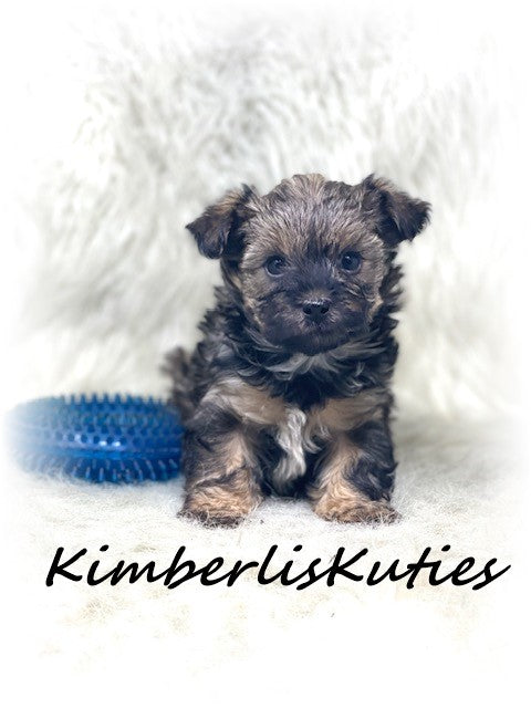 MORKIE (Maltese/ Yorkshire Terrier) Male, Phoenix