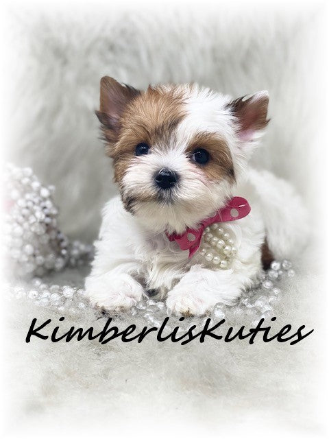 GOLDEN PARTI Yorkshire Terrier ~ Female, Piper