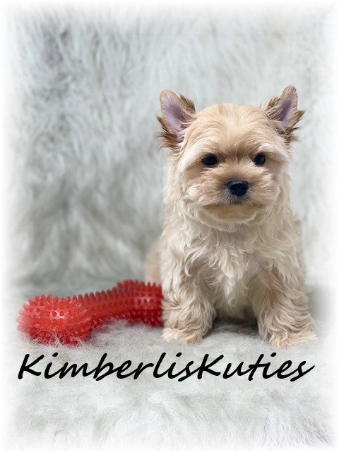 GOLDEN Yorkshire Terrier ~ Male, Brody