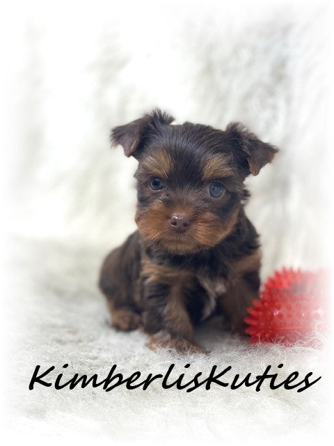 CHOCOLATE Yorkshire Terrier ~ Male, Scout