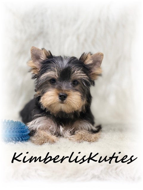 TRADITIONAL Yorkshire Terrier ~ Male, Koda