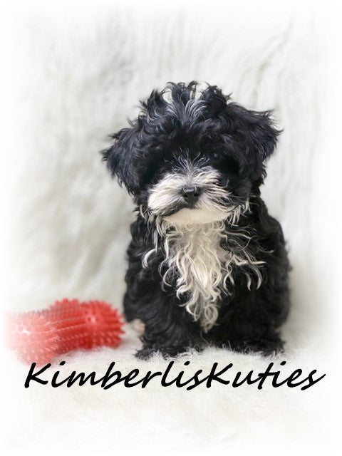 YORKIE POO (Yorkshire Terrier/Toy Poodle) Male, Mav