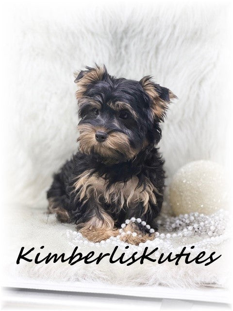 TRADITIONAL Yorkshire Terrier ~ Female, Gabby