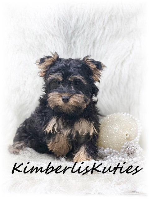 TRADITIONAL Yorkshire Terrier ~ Female, Gabby