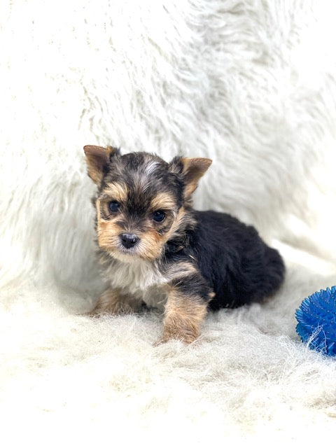 TRADITIONALYorkshire Terrier ~ Male, Dagger