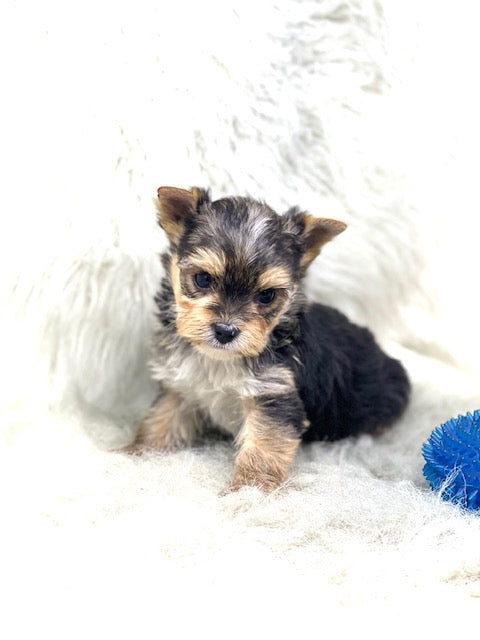 TRADITIONALYorkshire Terrier ~ Male, Dagger