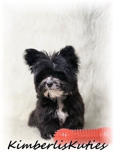 YORKIEPOO (Yorkshire Terrier/Toy Poodle) Tiny Wyatt