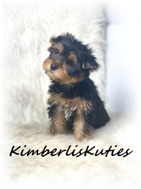 TRADITIONAL  Yorkshire Terrier ~ Male, Dagger