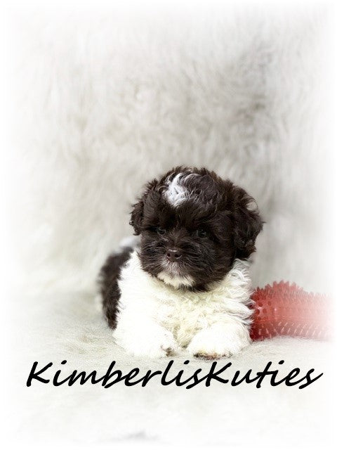 MALTI-POO (Maltese/Toy Poodle) Male, Tiny Tebow