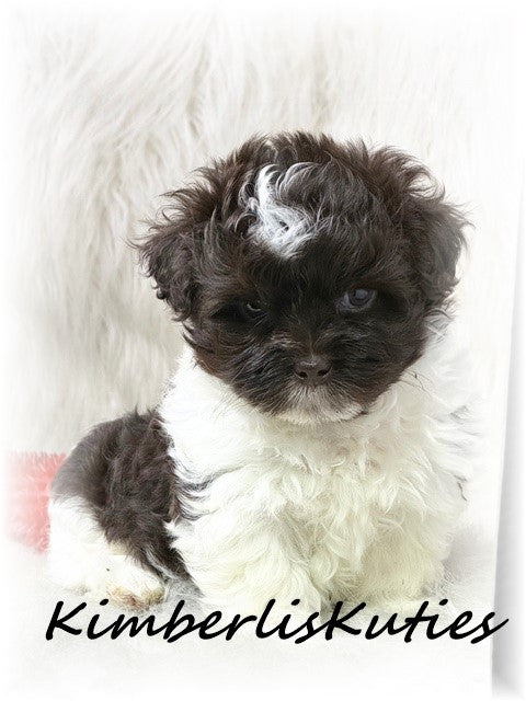 MALTI-POO (Maltese/Toy Poodle) Male, Tiny Tebow