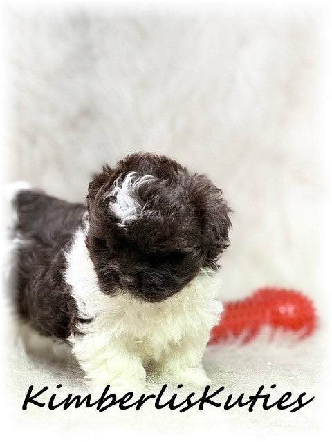 MALTI-POO (Maltese/Toy Poodle) Male, Tiny Tebow