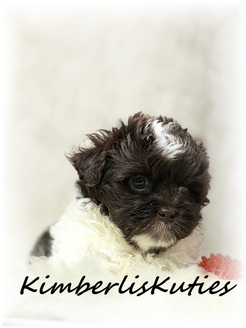MALTI-POO (Maltese/Toy Poodle) Male, Tiny Tebow